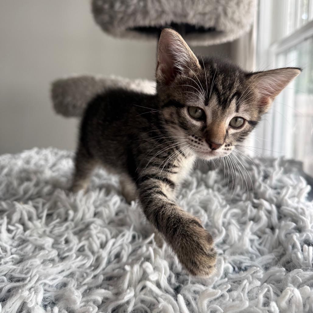 Enlarge Allegro, a Adoptable Domestic Short Hair in Seminole, FL image 3/4