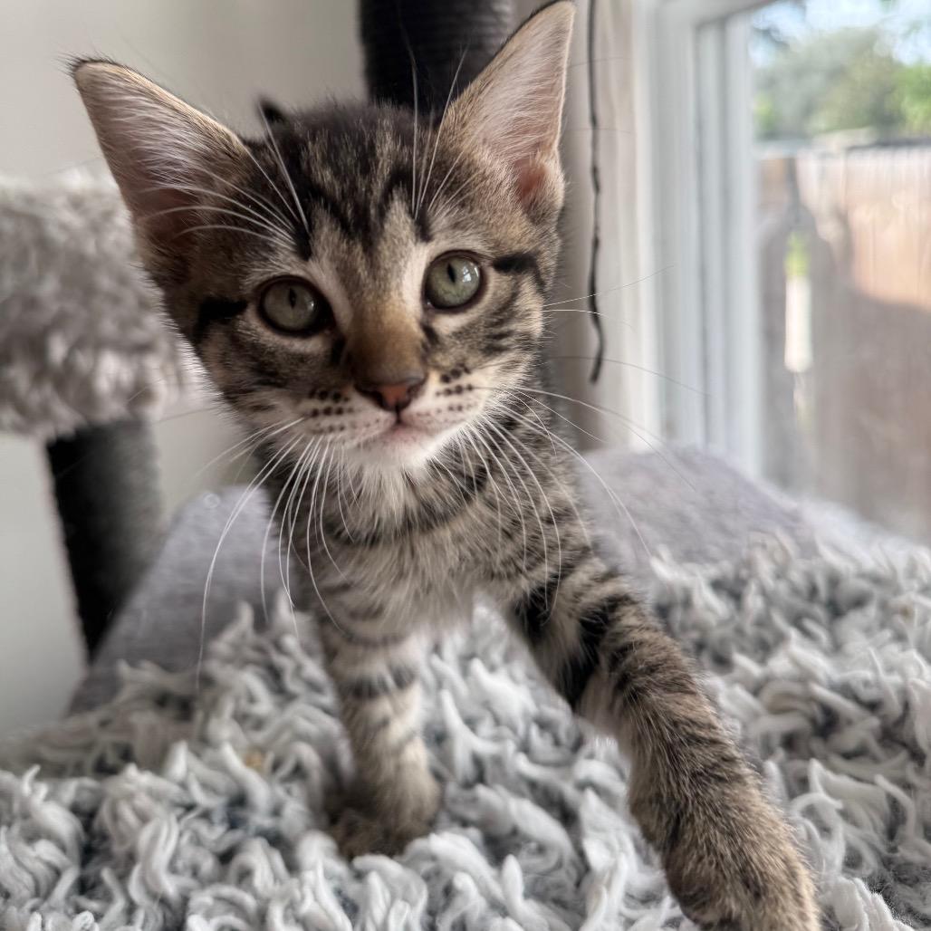 Enlarge Allegro, a Adoptable Domestic Short Hair in Seminole, FL image 4/4