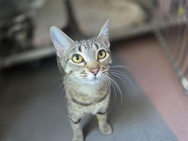 Enlarge TABITHA, a Adoptable Domestic Short Hair in Antioch, CA image 1/1