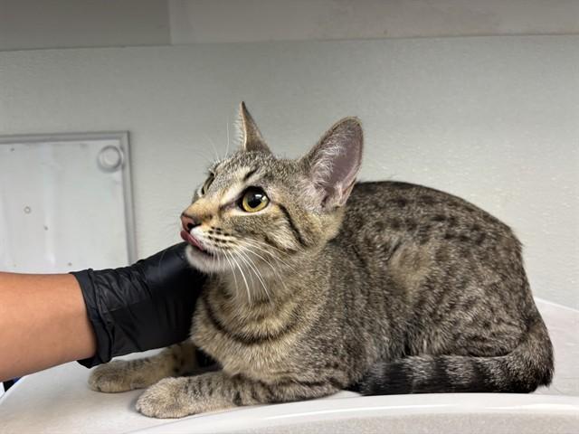 Enlarge TABITHA, a Adoptable Domestic Short Hair in Antioch, CA image 1/1