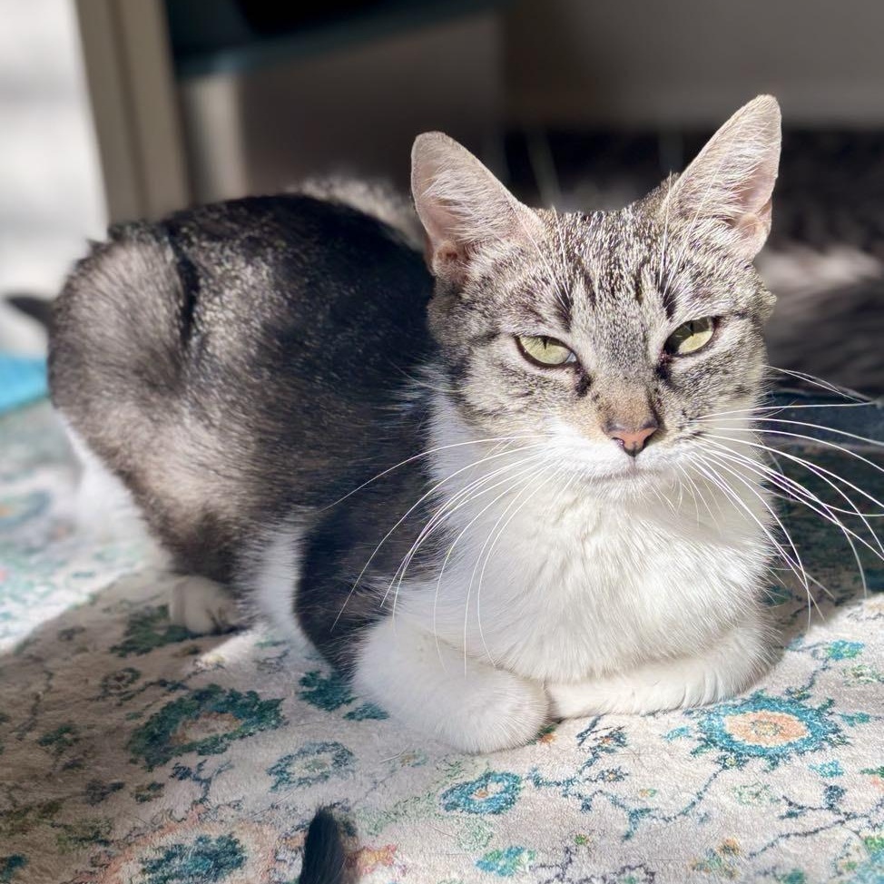 Judy, Adult Female Domestic Short Hair