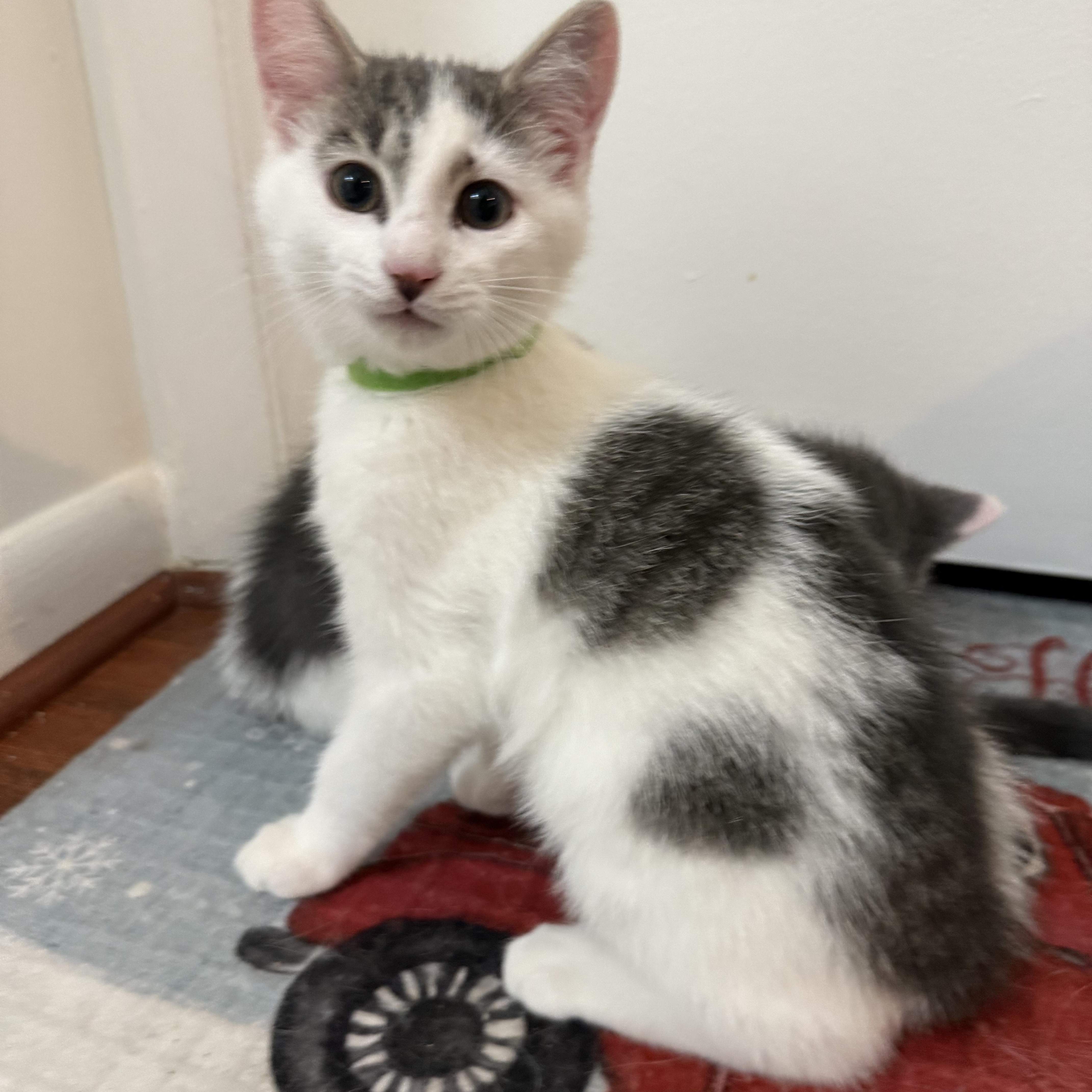Enlarge Sugarland kittens, a ADOPTABLE Domestic Short Hair in Leesburg, VA image 2/5
