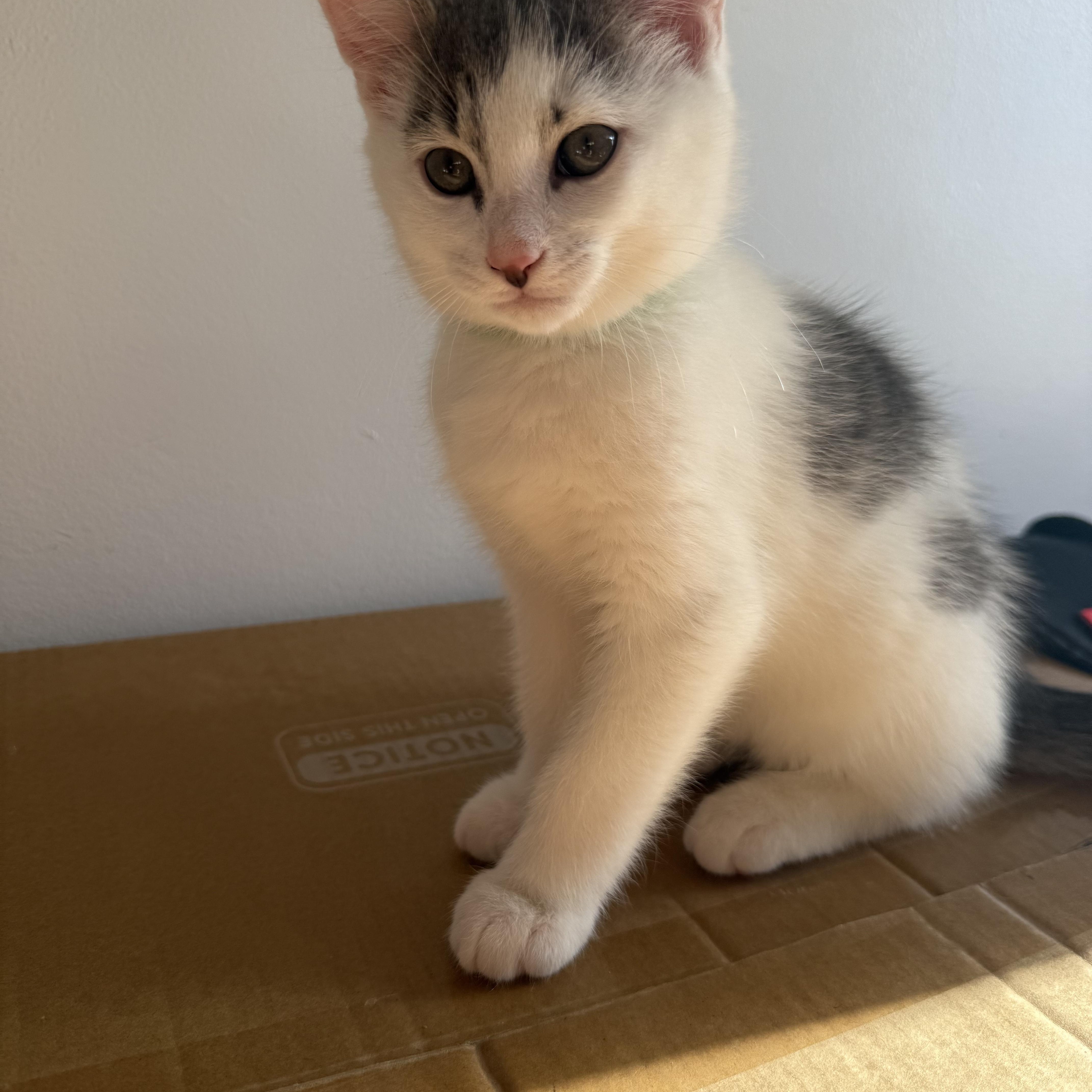 Enlarge Sugarland kittens, a ADOPTABLE Domestic Short Hair in Leesburg, VA image 2/5