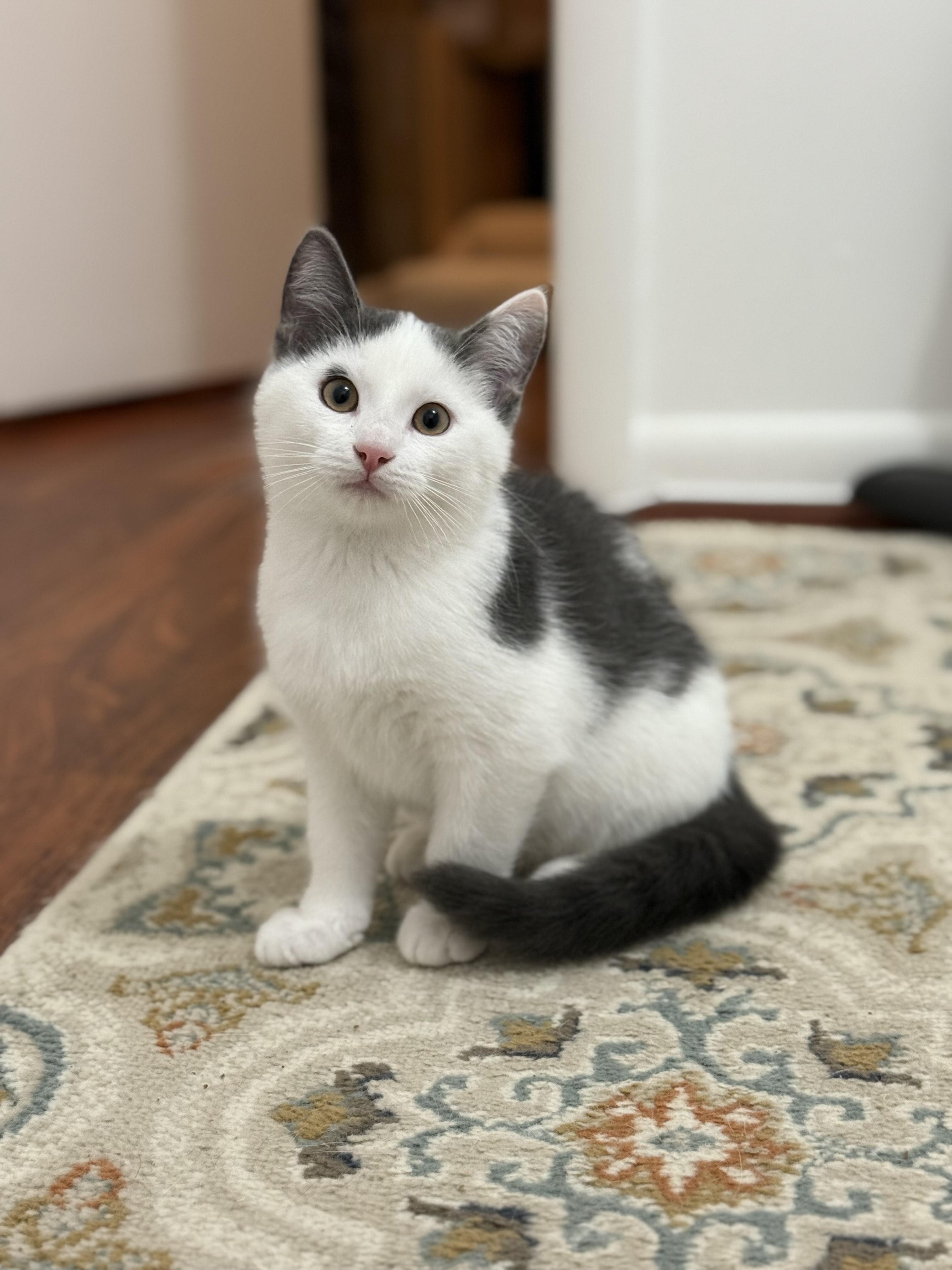Enlarge Sugarland kittens, a ADOPTABLE Domestic Short Hair in Leesburg, VA image 4/5