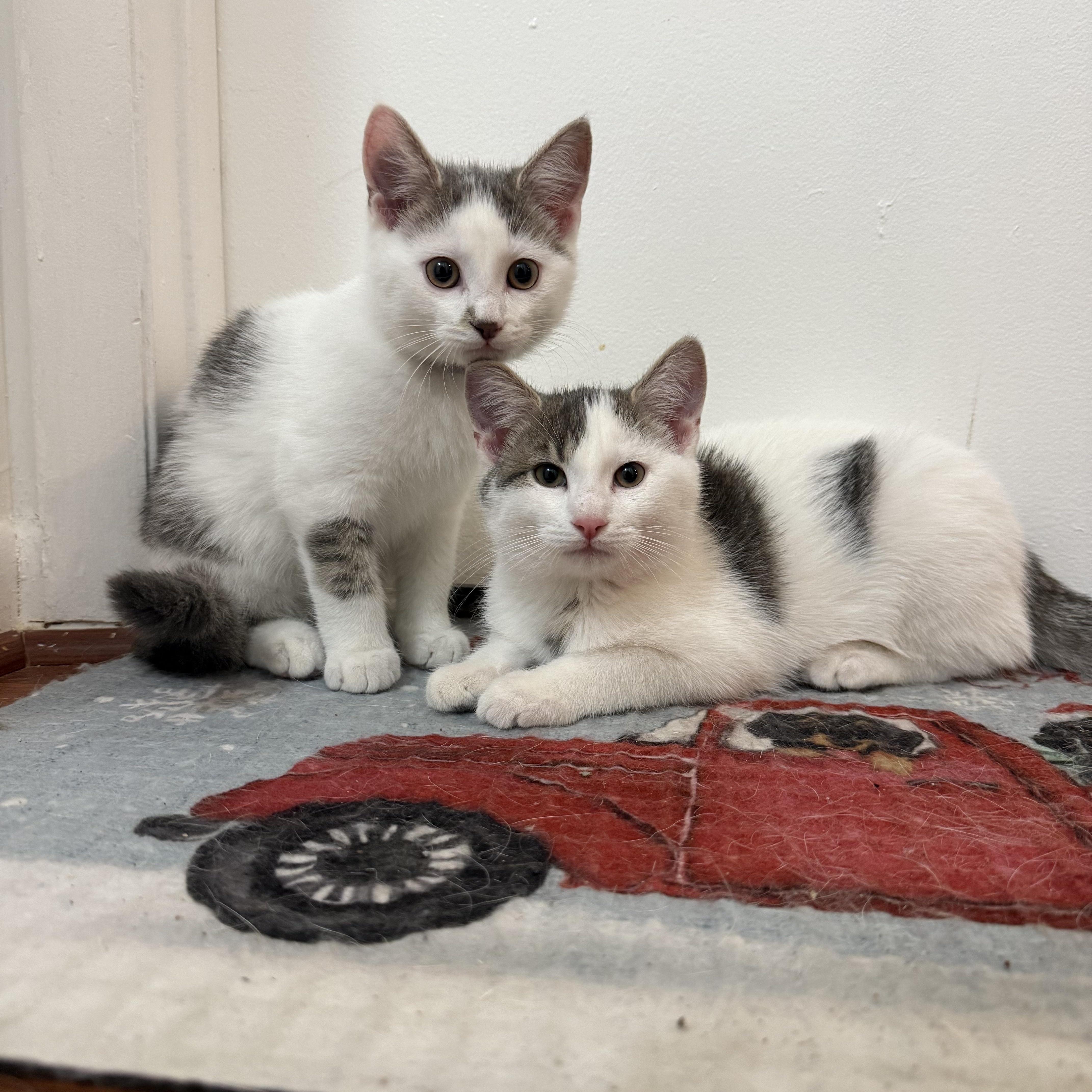 Enlarge Sugarland kittens, a ADOPTABLE Domestic Short Hair in Leesburg, VA image 5/5