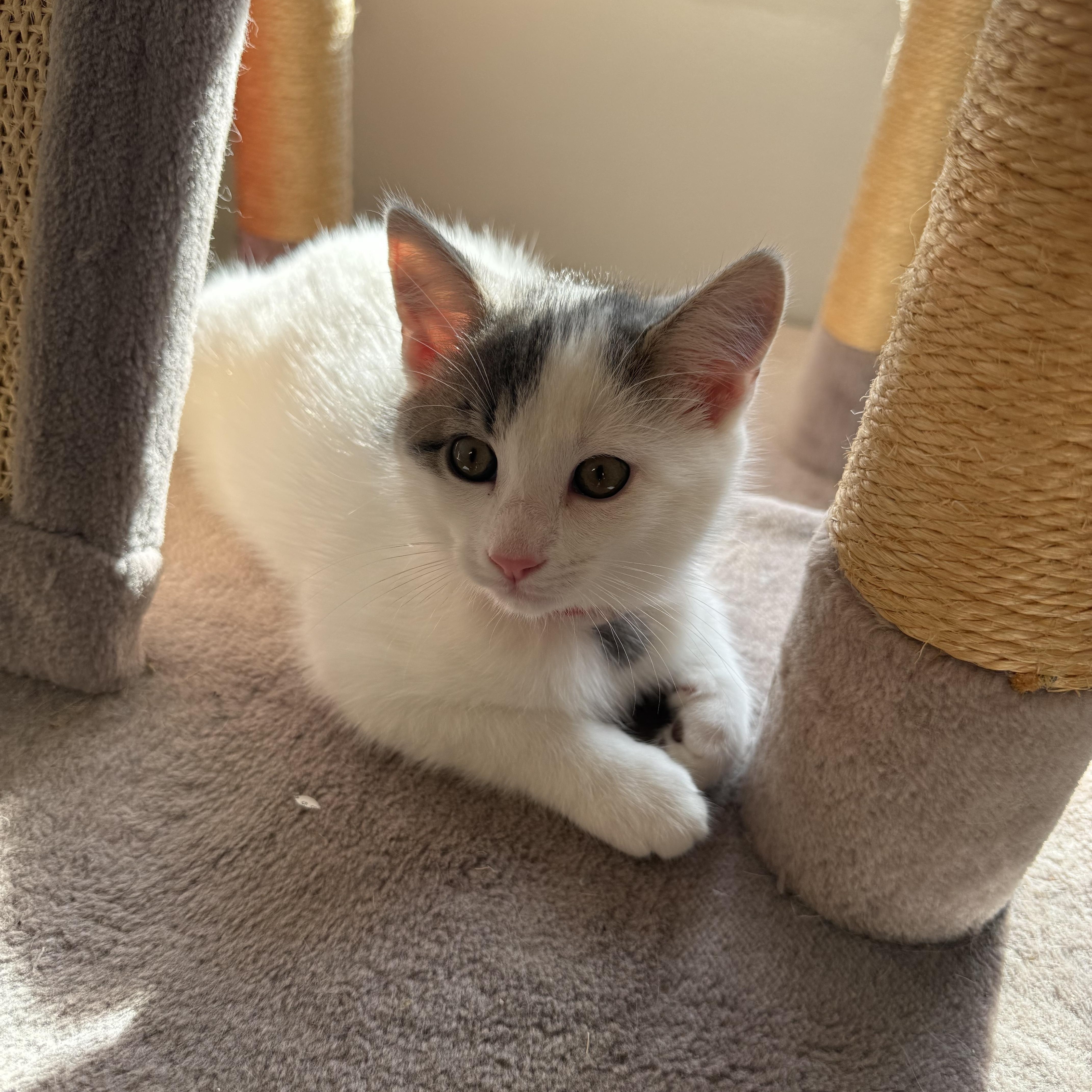 Enlarge Sugarland kittens, a ADOPTABLE Domestic Short Hair in Leesburg, VA image 4/5