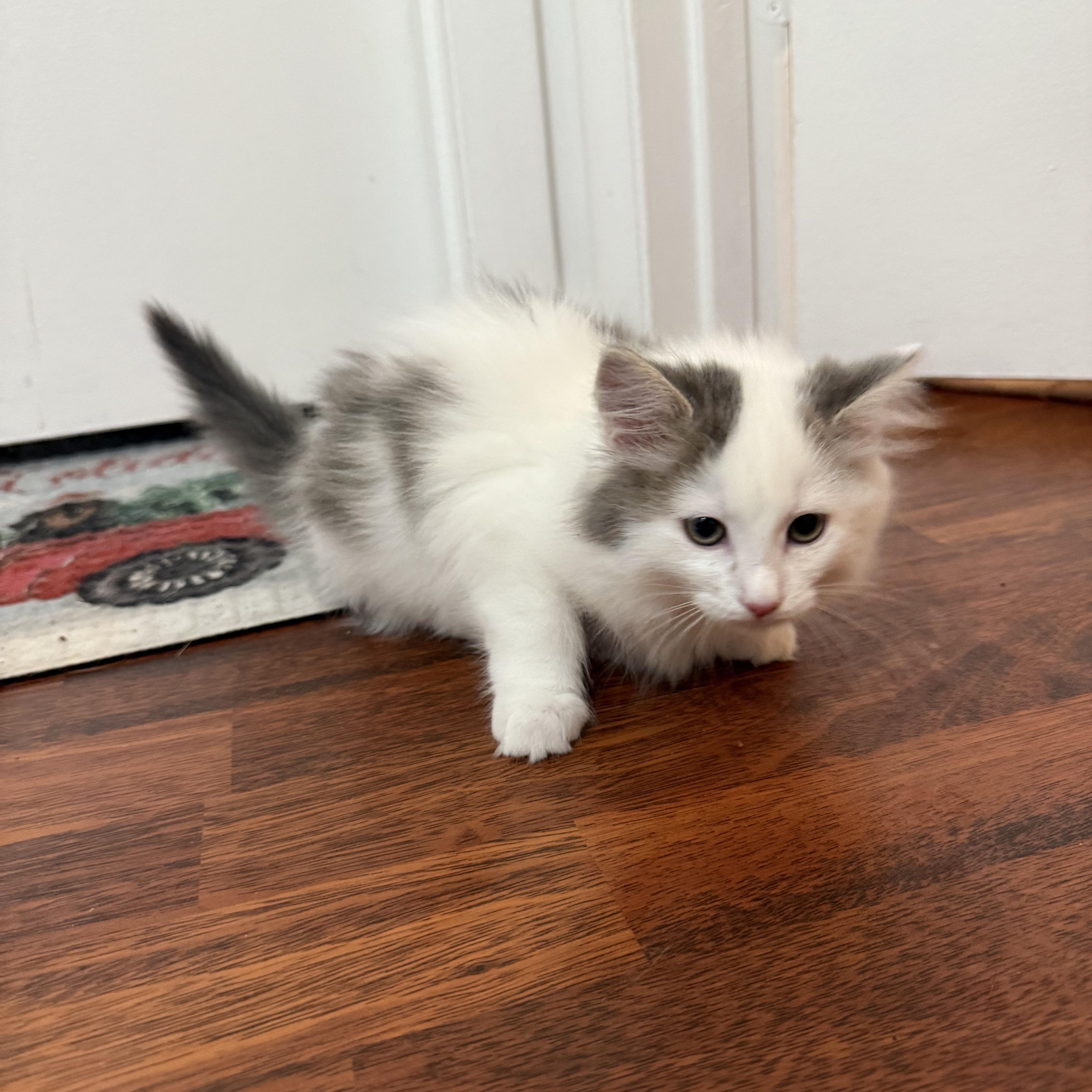 Enlarge Sugarland kittens, a ADOPTABLE Domestic Short Hair in Leesburg, VA image 5/5