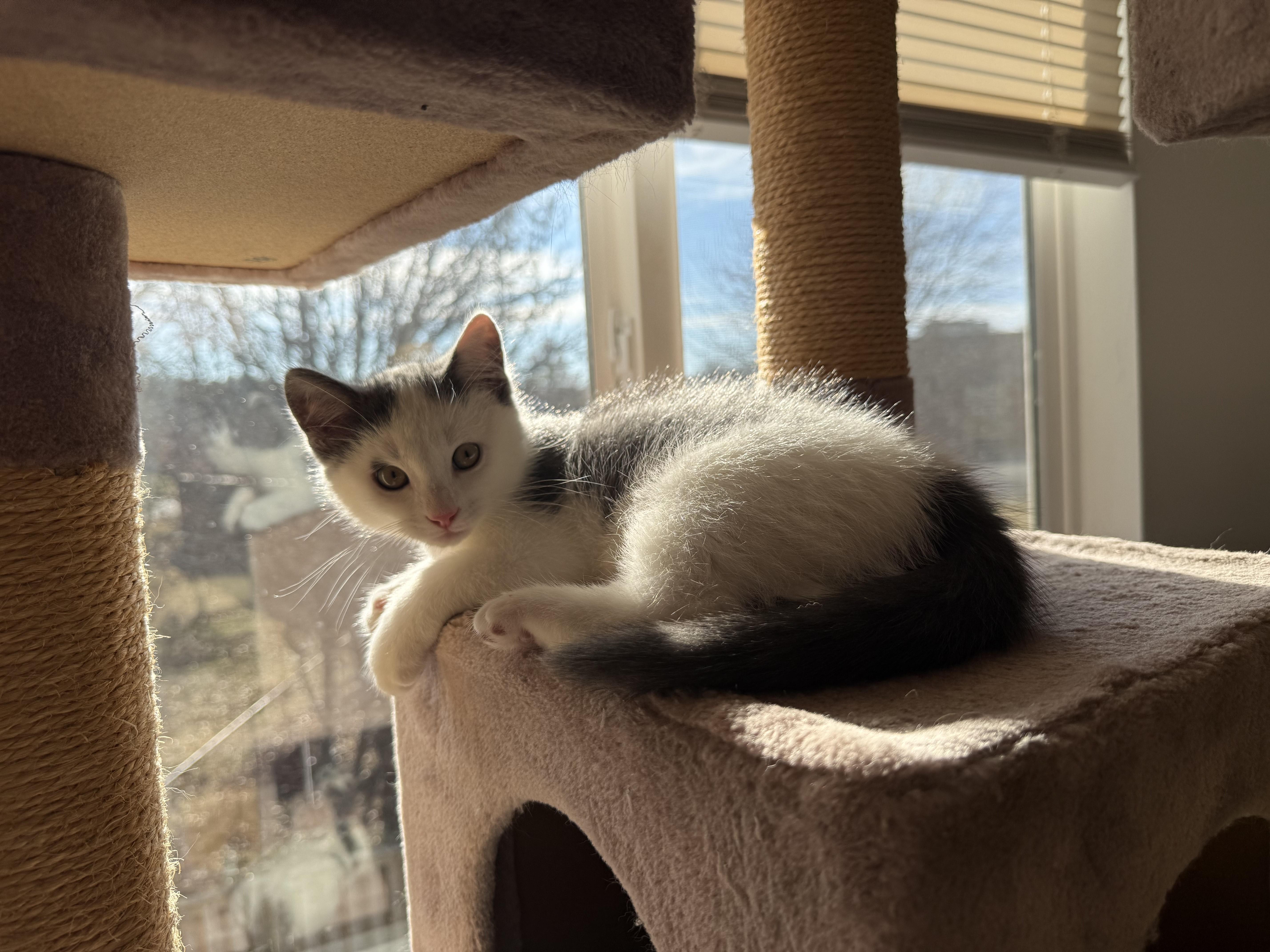 Enlarge Sugarland kittens, a ADOPTABLE Domestic Short Hair in Leesburg, VA image 3/5