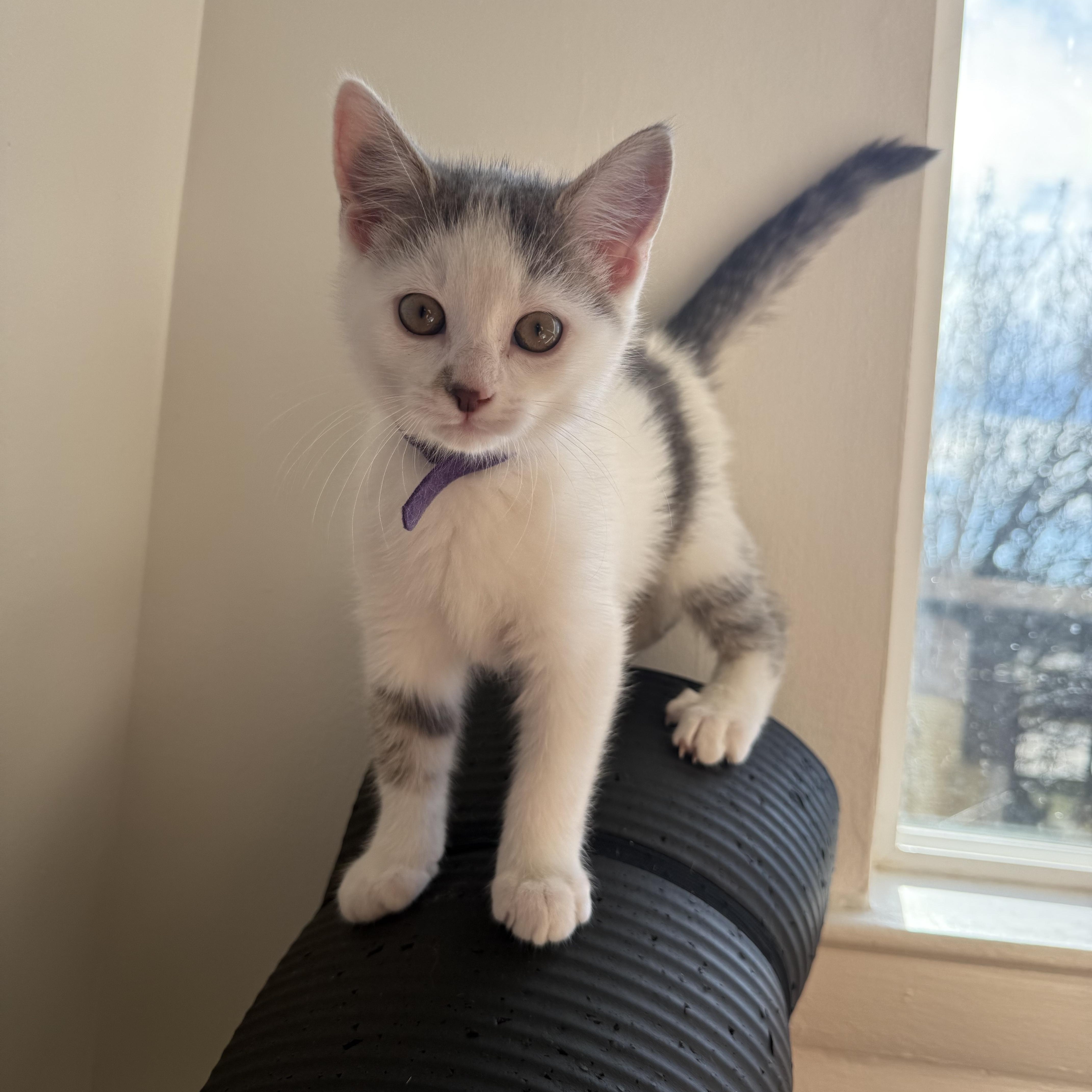 Enlarge Sugarland kittens, a ADOPTABLE Domestic Short Hair in Leesburg, VA image 1/5