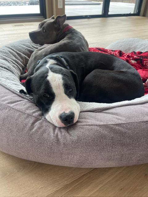 Simon, a Adoptable mixed breed in Chicago, IL image 3/6