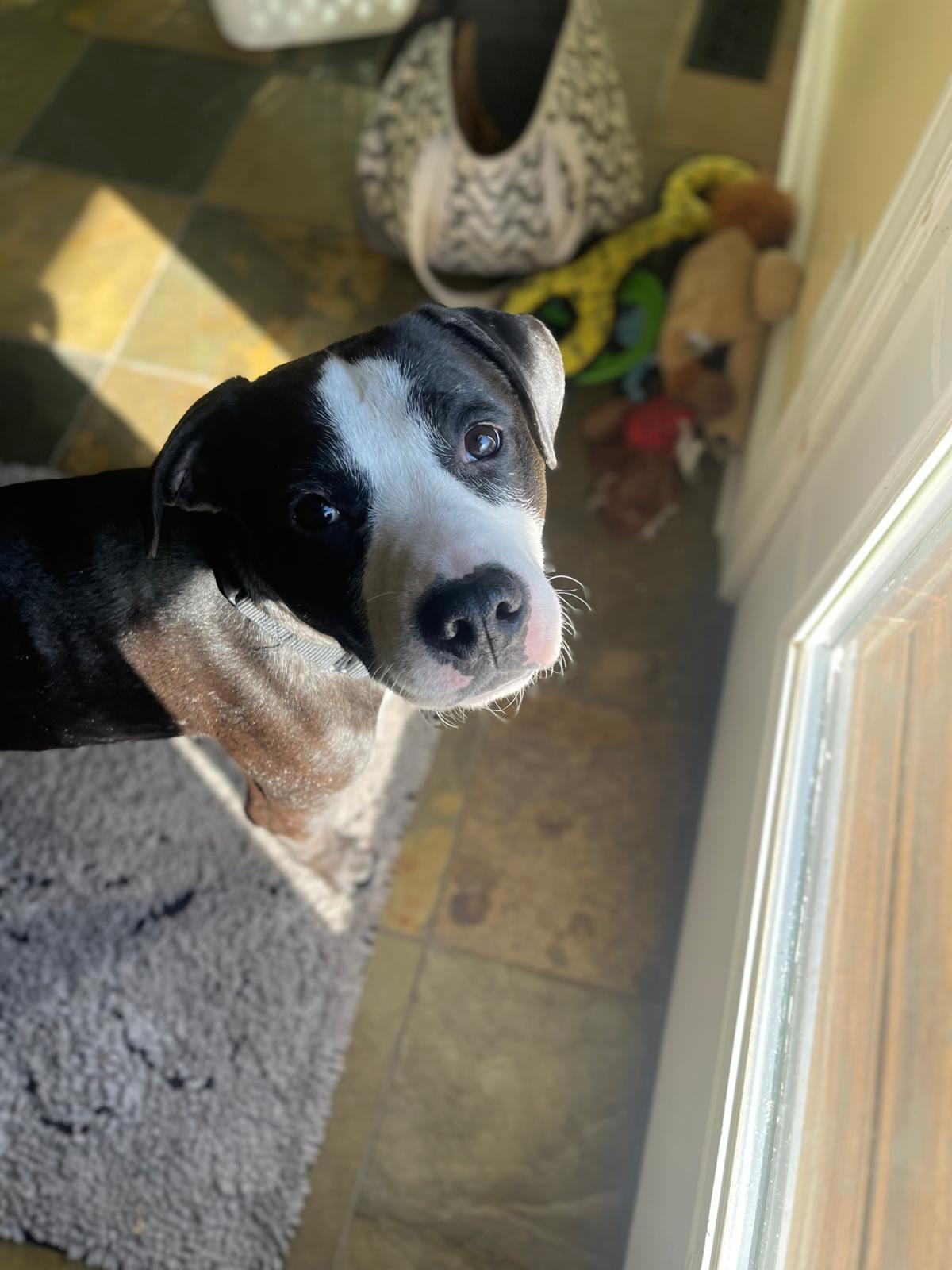 Simon, a Adoptable mixed breed in Chicago, IL image 4/6