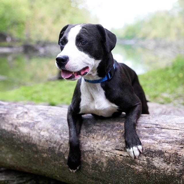 Simon, a Adoptable mixed breed in Chicago, IL image 6/6