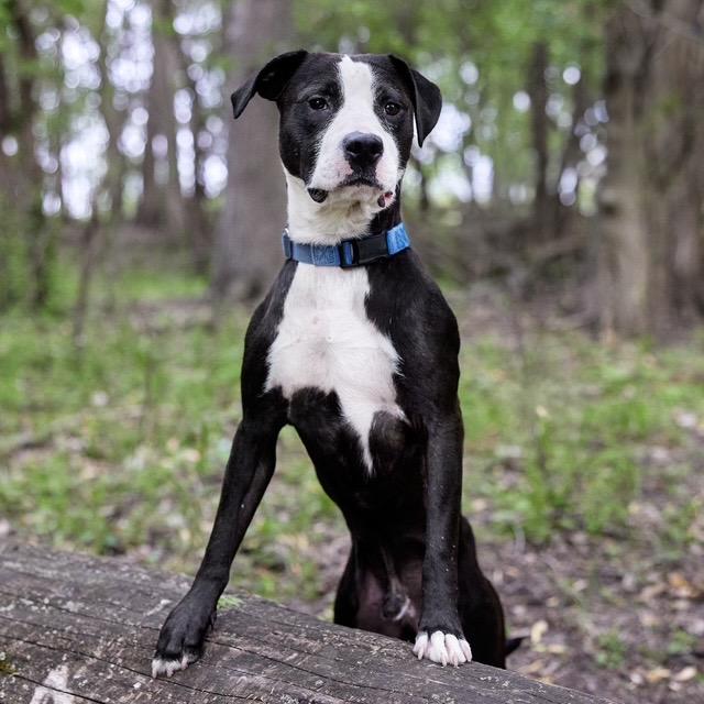 Simon, a Adoptable mixed breed in Chicago, IL image 1/6