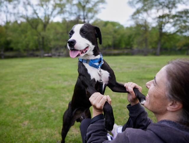 Simon, a Adoptable mixed breed in Chicago, IL image 2/6