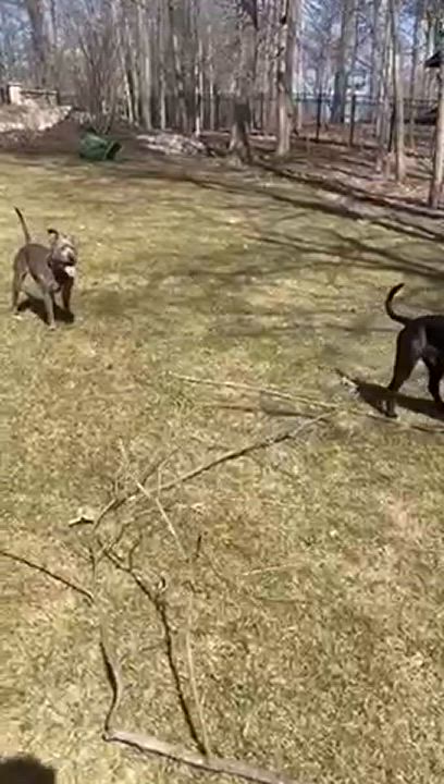 Enlarge Simon, a Adoptable mixed breed in Chicago, IL video 5/6