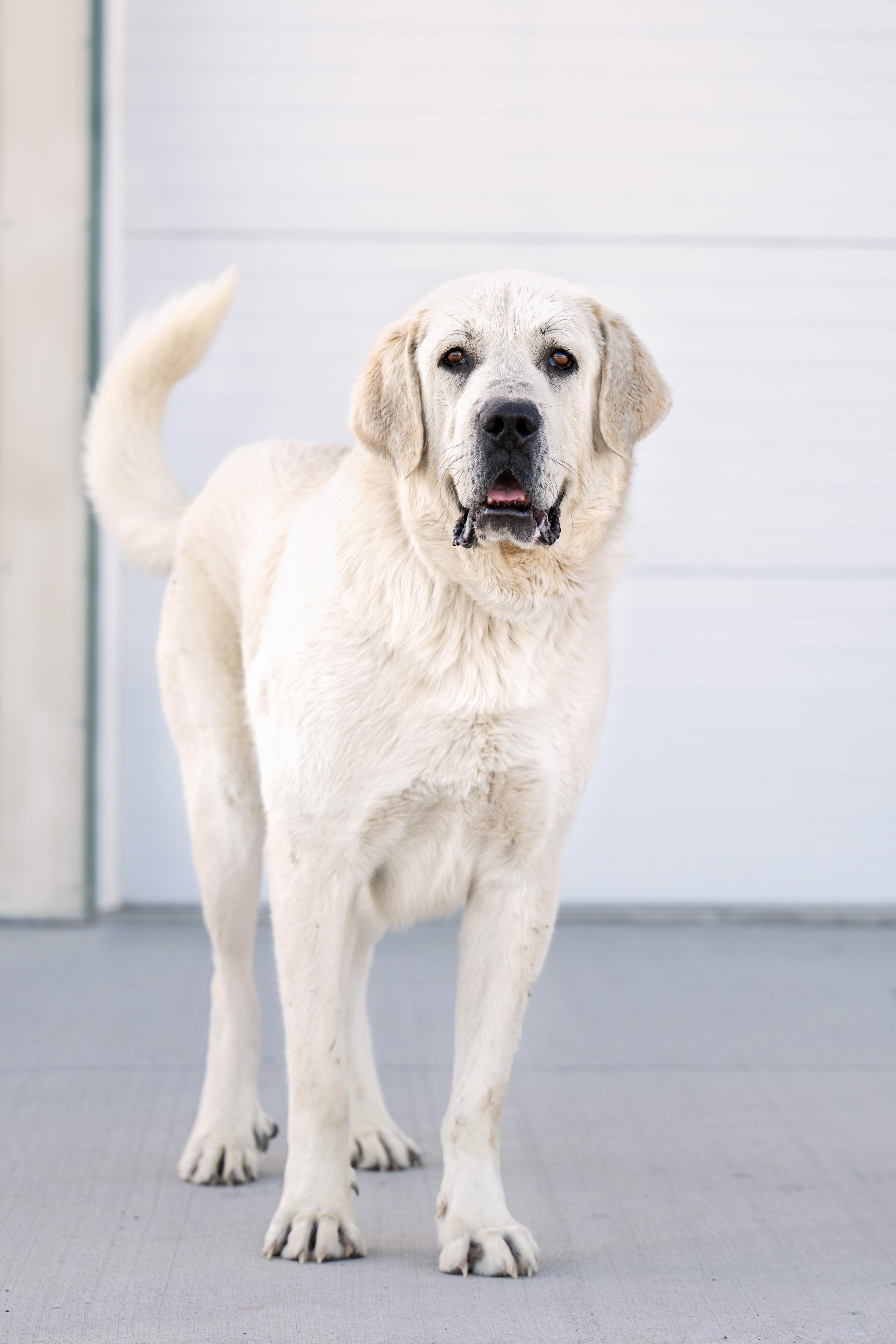 Sterling:  RIDGE DOG IN TRAINING @ LOCAL PRISON, ADOPTABLE, Adult Male Great Pyrenees.