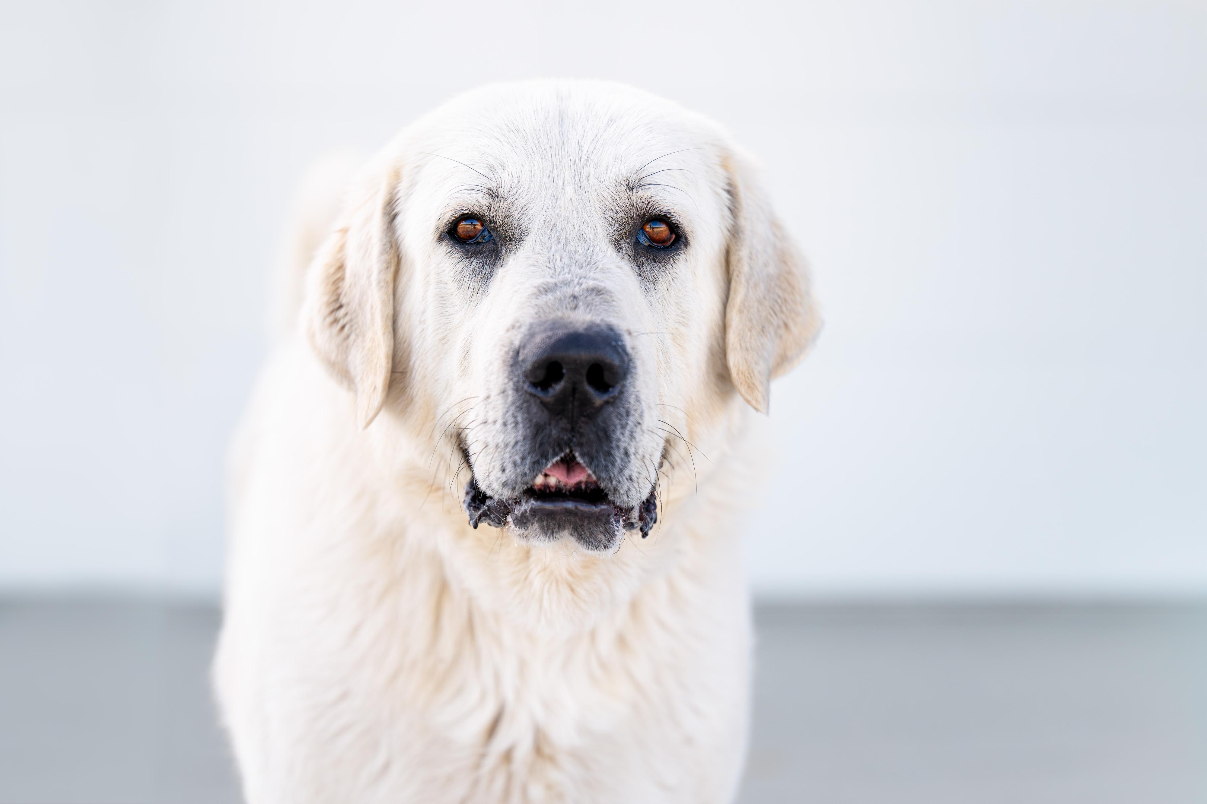 Enlarge Sterling:  RIDGE DOG IN TRAINING @ LOCAL PRISON, a ADOPTABLE Great Pyrenees in Othello, WA image 3/3