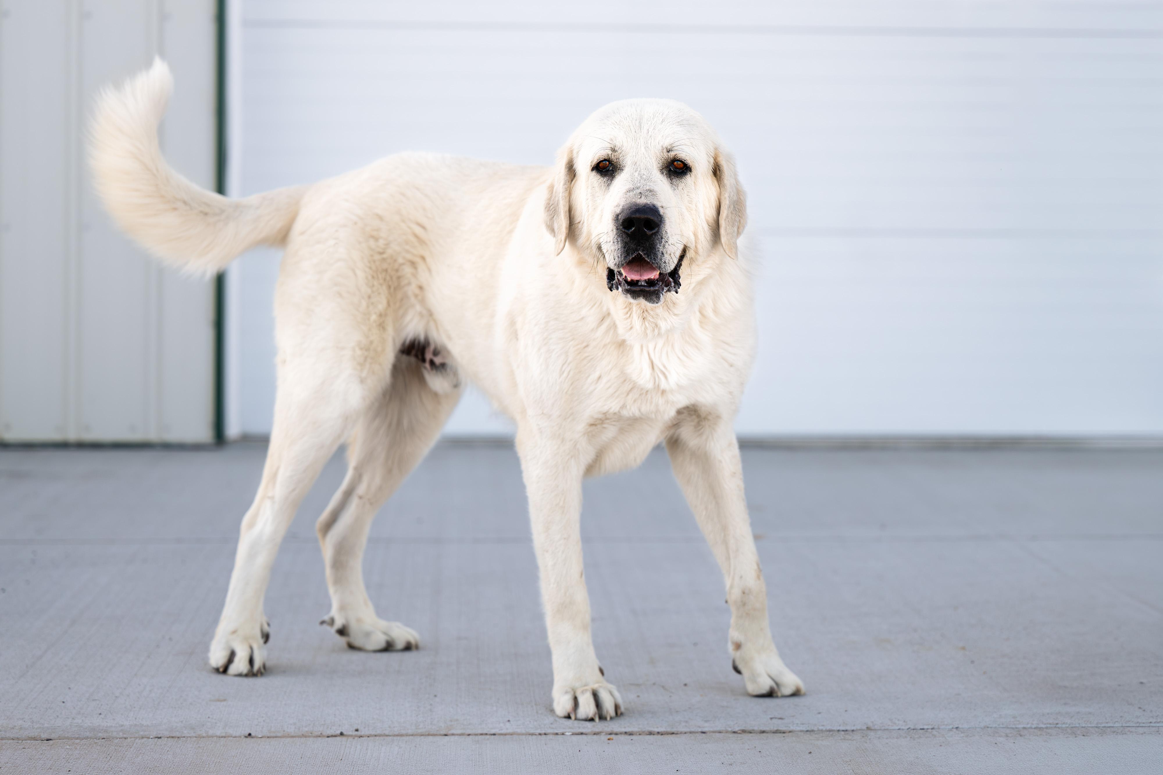 Enlarge Sterling:  RIDGE DOG IN TRAINING @ LOCAL PRISON, a ADOPTABLE Great Pyrenees in Othello, WA image 2/3