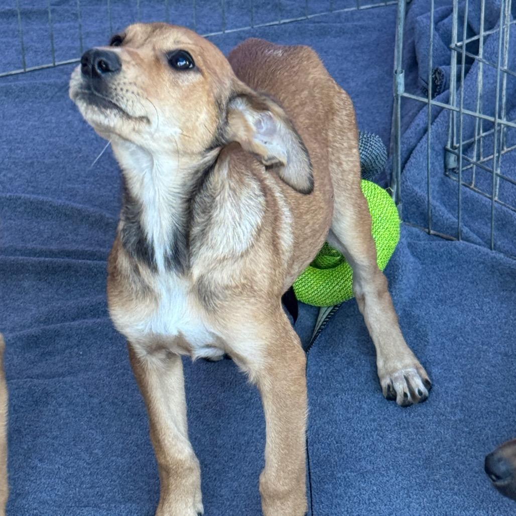 Ranch, Adoptable, Young Male Mixed Breed.