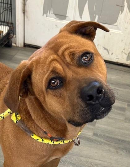 Hammer, Adoptable, Adult Male Terrier & Rottweiler.