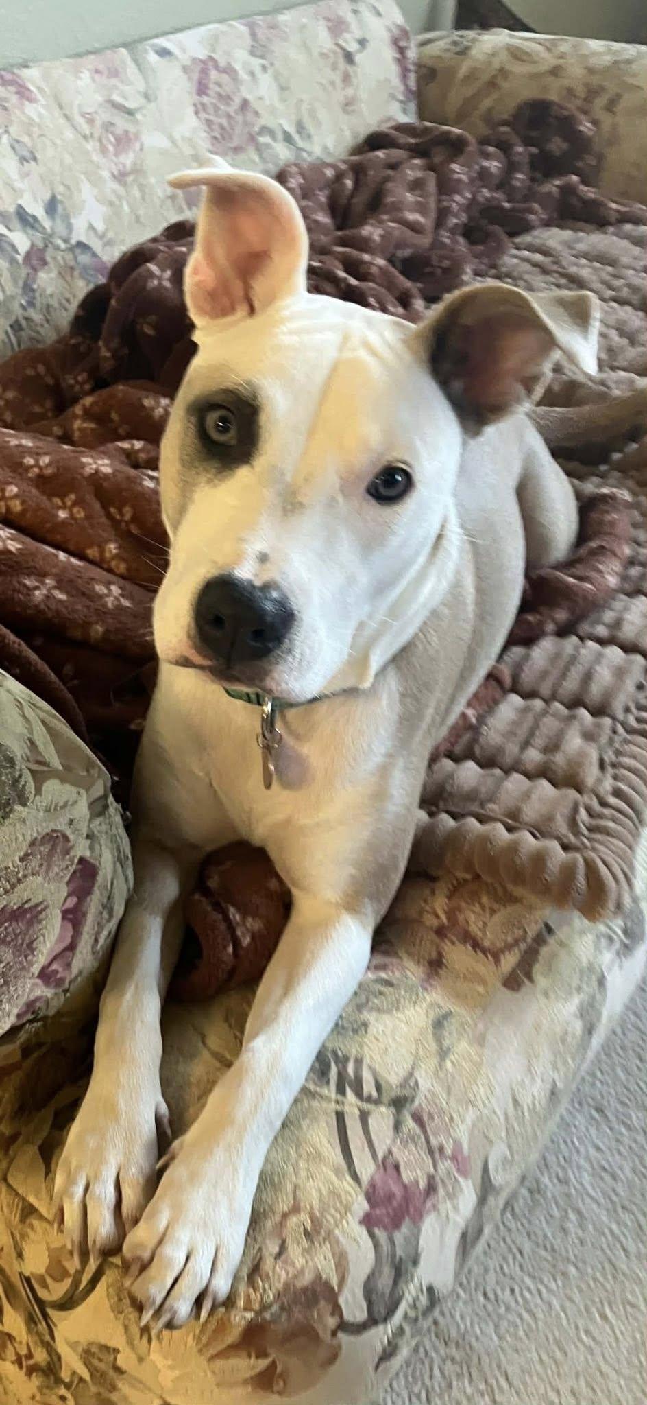 Enlarge Abby, a ADOPTABLE mixed breed in Schertz, TX image 2/3