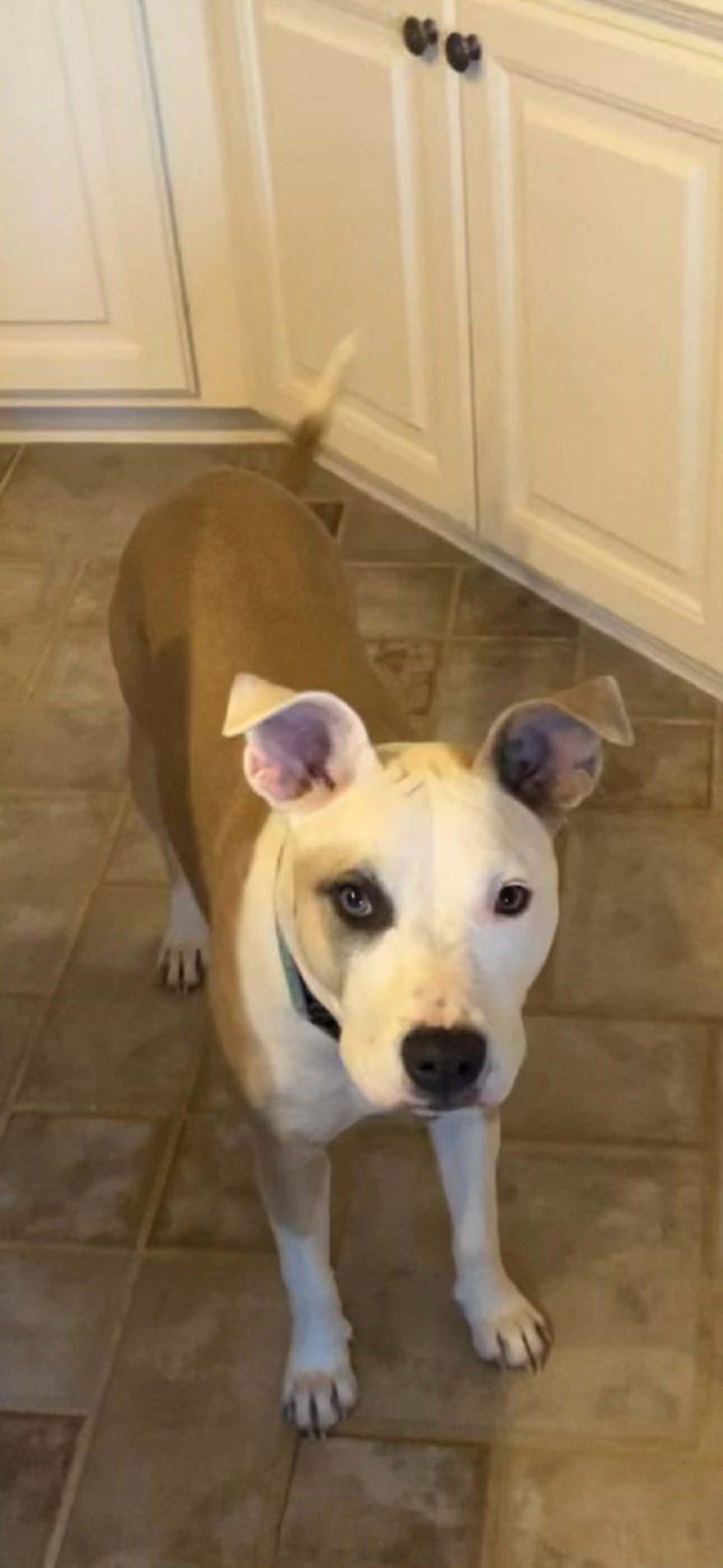 Enlarge Abby, a ADOPTABLE mixed breed in Schertz, TX image 3/3