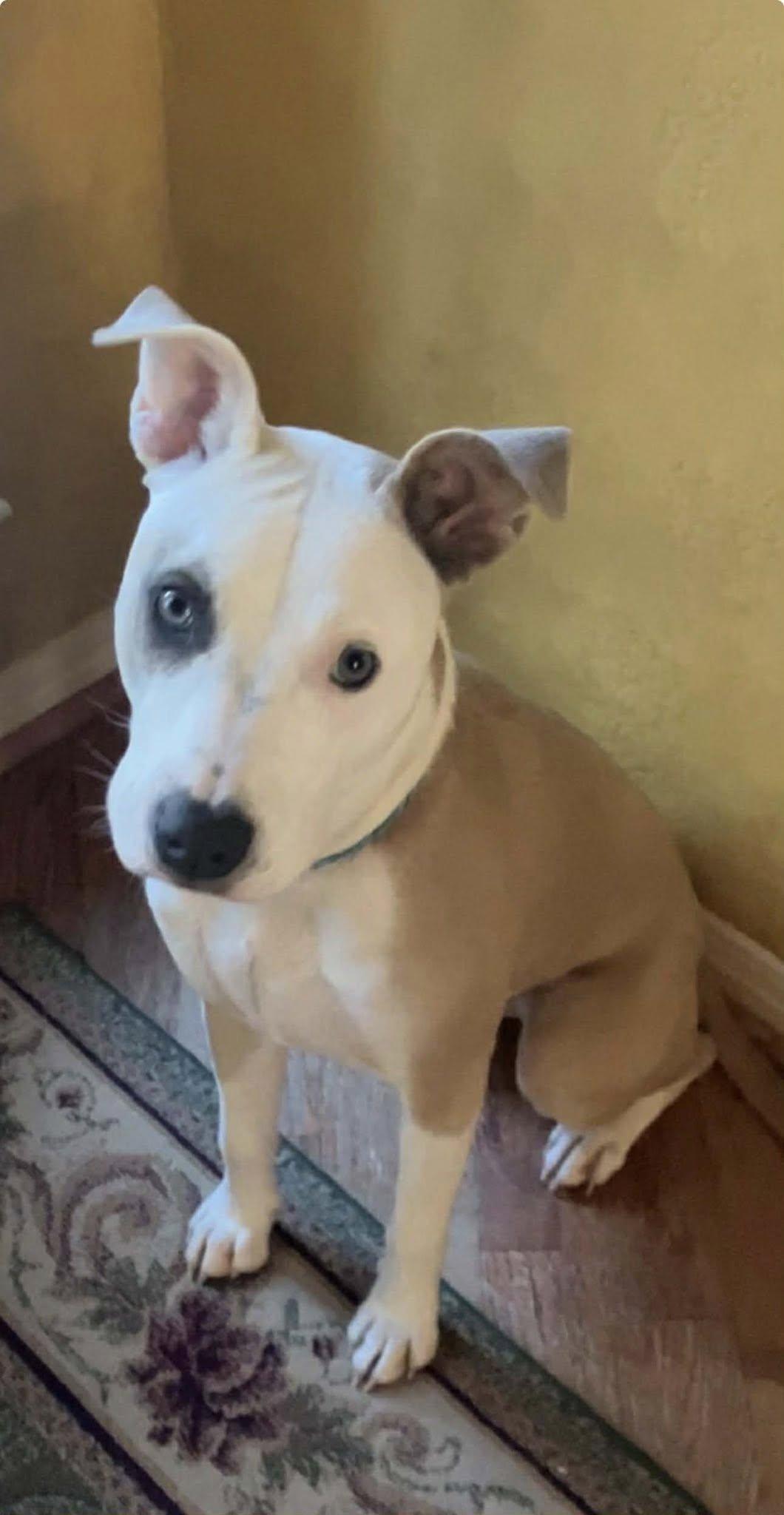 Abby, ADOPTABLE, Young Female American Staffordshire Terrier.