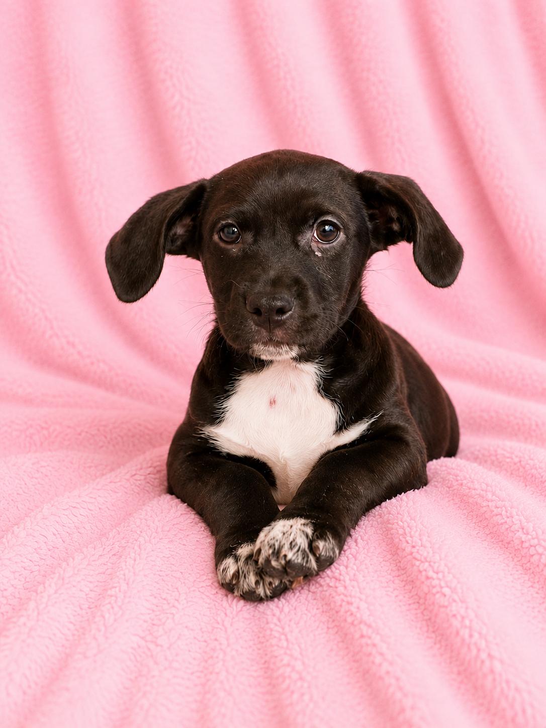 Luna, a Adoptable Labrador Retriever in Sanford, FL image 1/3