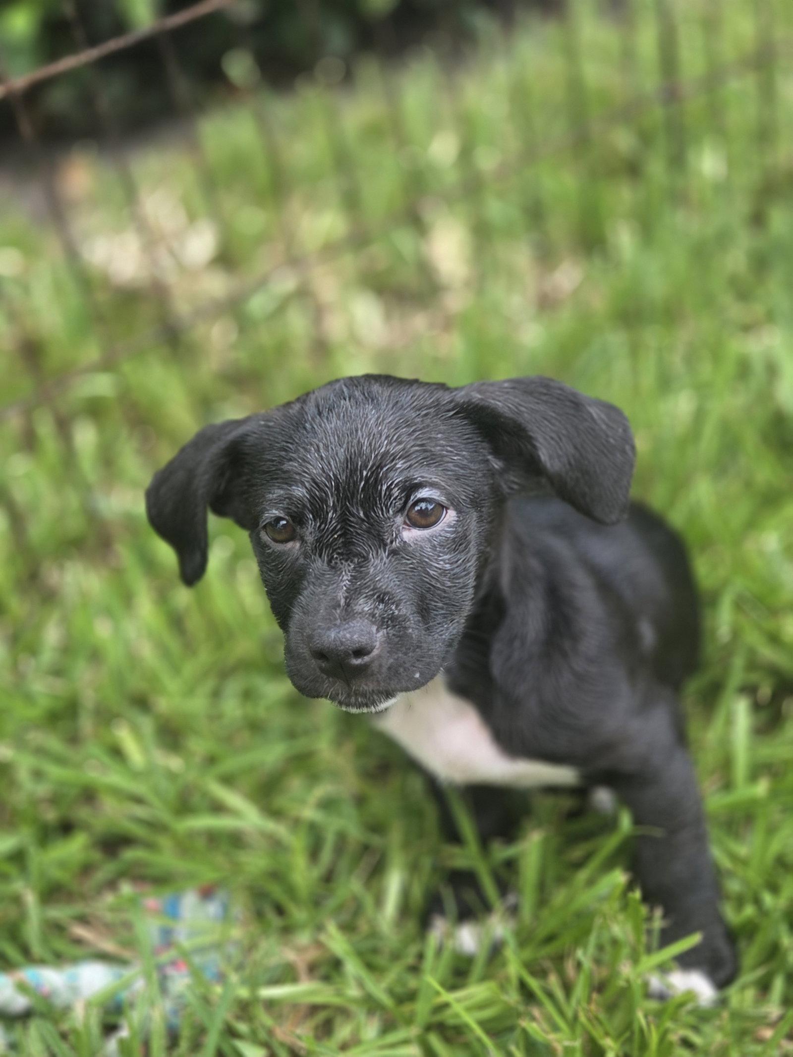Luna, a Adoptable Labrador Retriever in Sanford, FL image 2/3