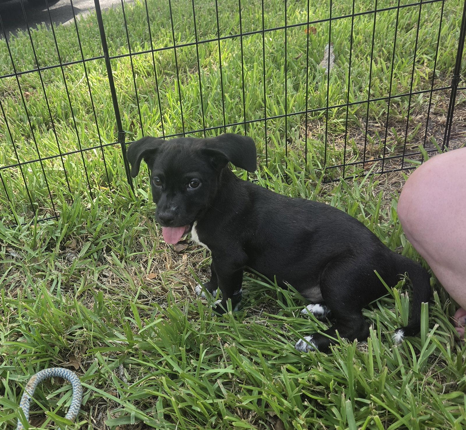Luna, a Adoptable Labrador Retriever in Sanford, FL image 3/3