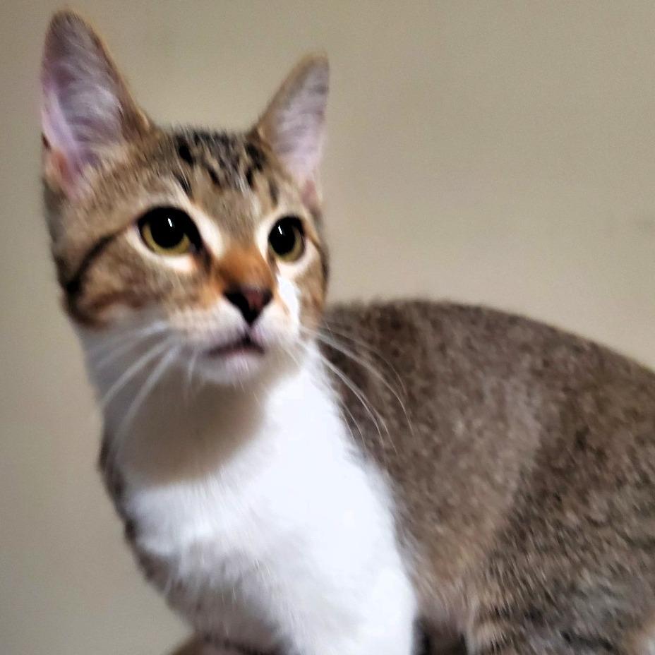 Cody, Adoptable, Young Male Domestic Short Hair.