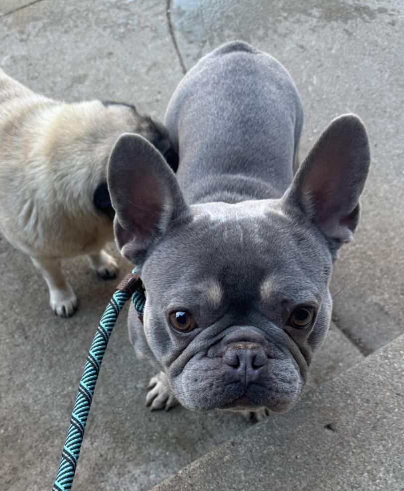 Lewis, an adopted French Bulldog in Omaha, NE image 1/6