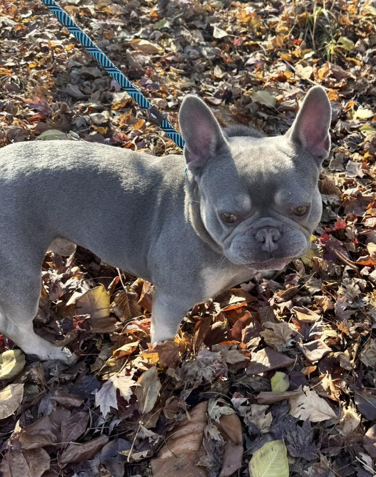 Lewis, an adopted French Bulldog in Omaha, NE image 2/6