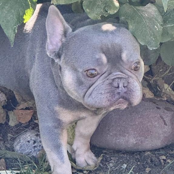 Lewis, an adopted French Bulldog in Omaha, NE image 3/6