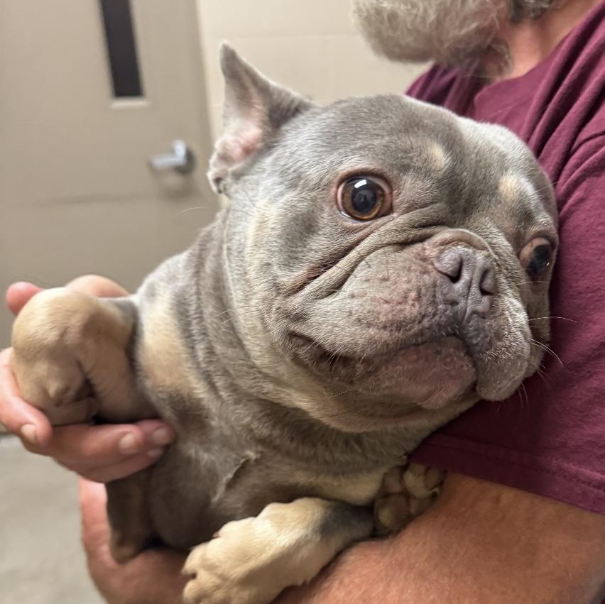 Lewis, an adopted French Bulldog in Omaha, NE image 5/6