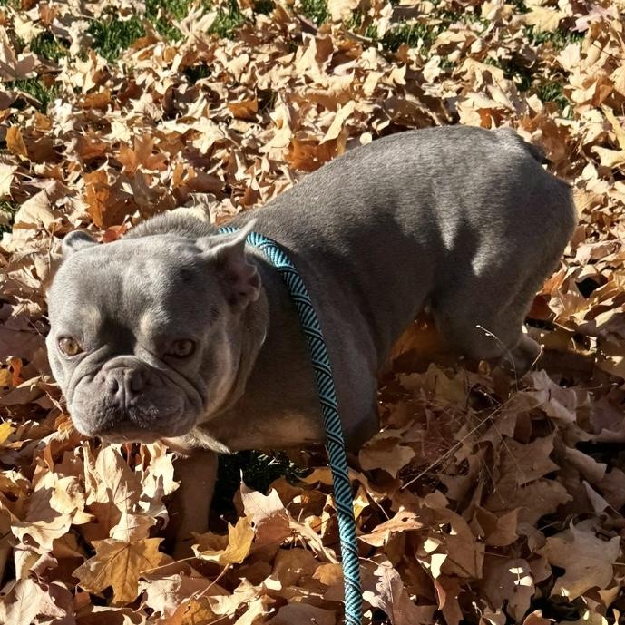 Lewis, an adopted French Bulldog in Omaha, NE image 4/6