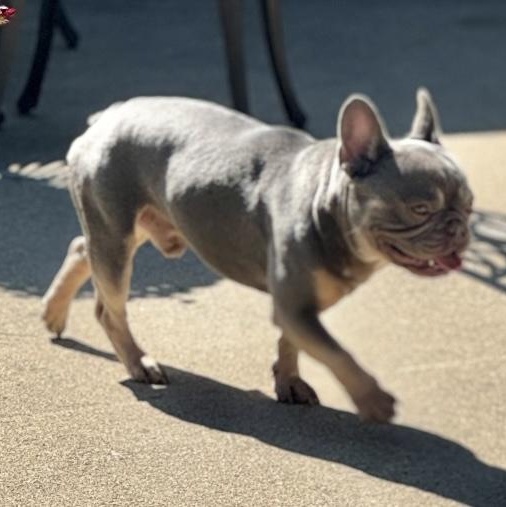 Lewis, an adopted French Bulldog in Omaha, NE image 6/6
