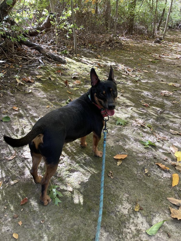 Enlarge Carson, a Adoptable mixed breed in Godfrey, IL image 2/5