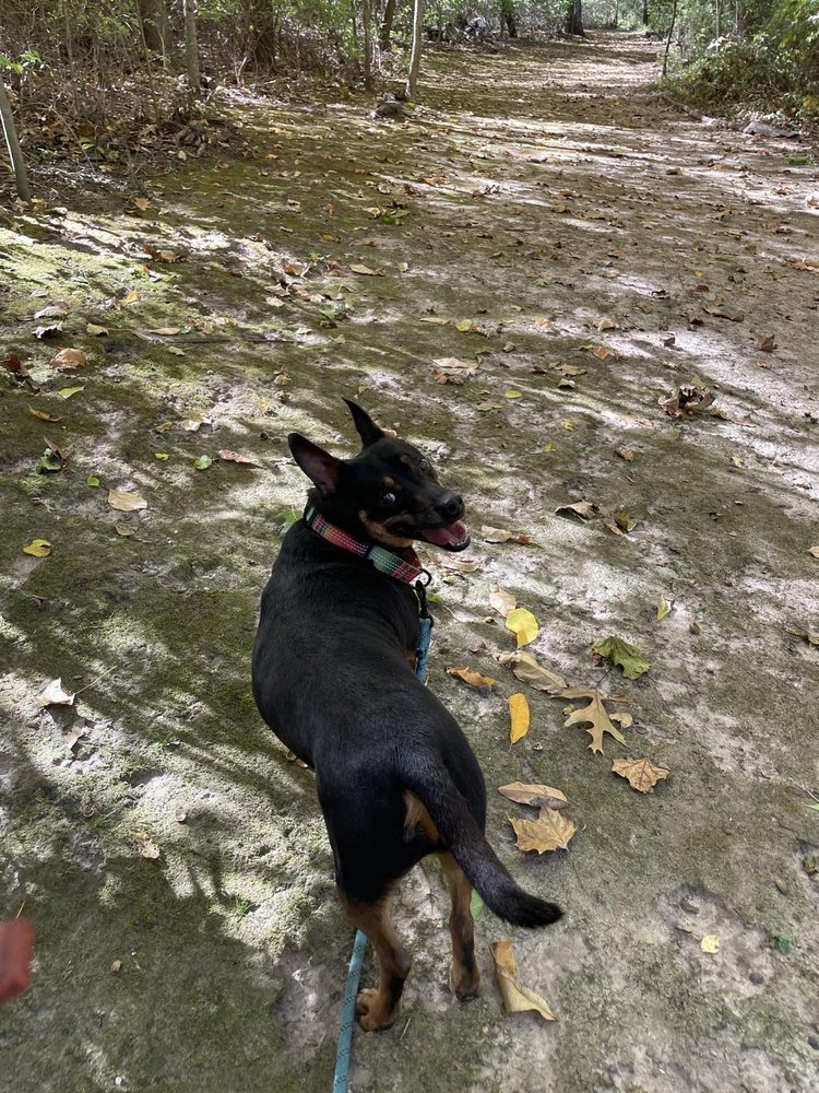 Enlarge Carson, a Adoptable mixed breed in Godfrey, IL image 3/5