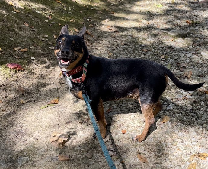 Enlarge Carson, a Adoptable mixed breed in Godfrey, IL image 4/5