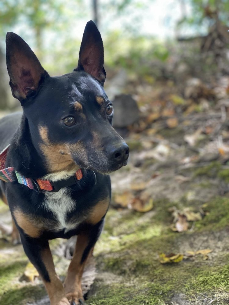Enlarge Carson, a Adoptable mixed breed in Godfrey, IL image 5/5