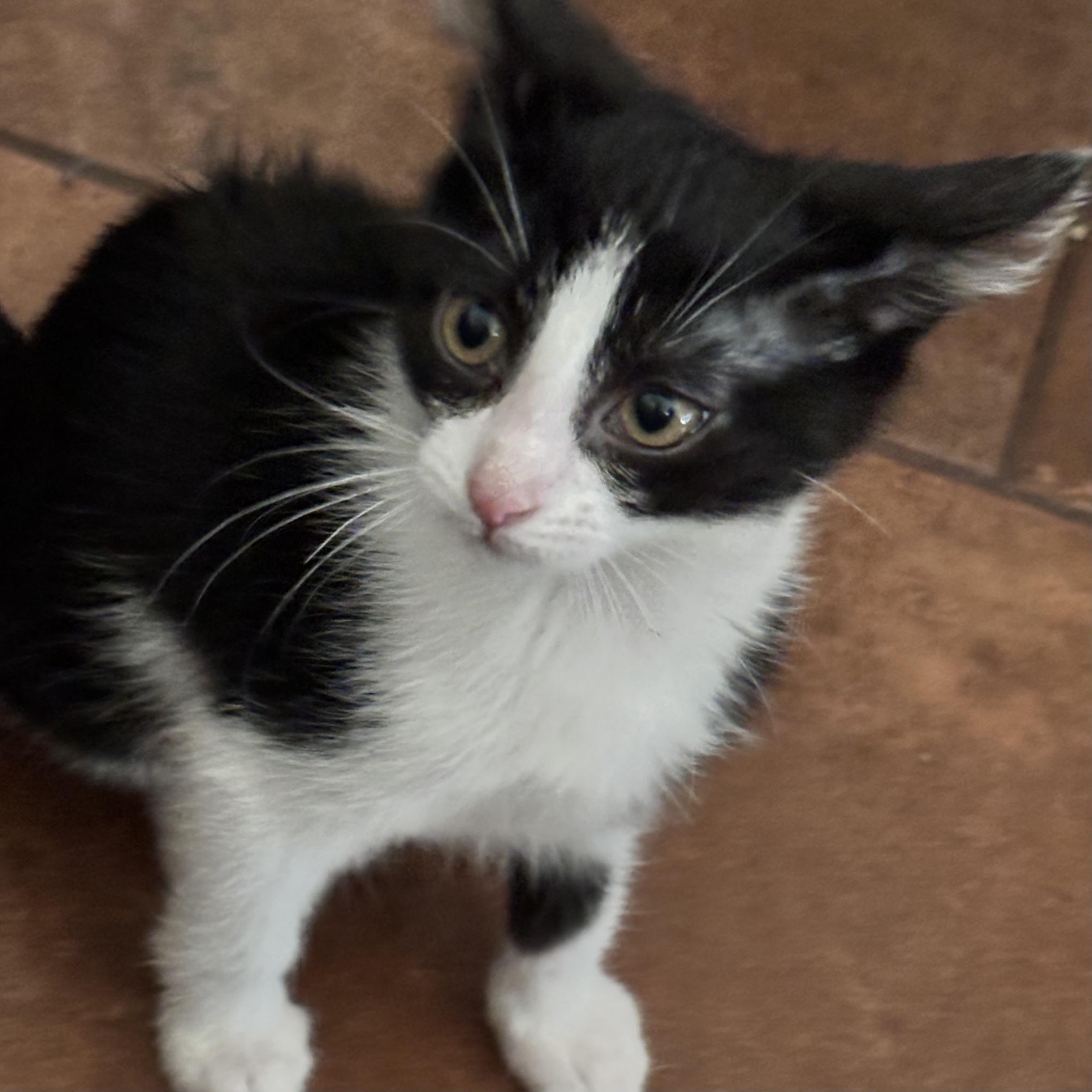 Enlarge Xyla, a Adoptable Domestic Short Hair in Bentonville, AR image 1/1