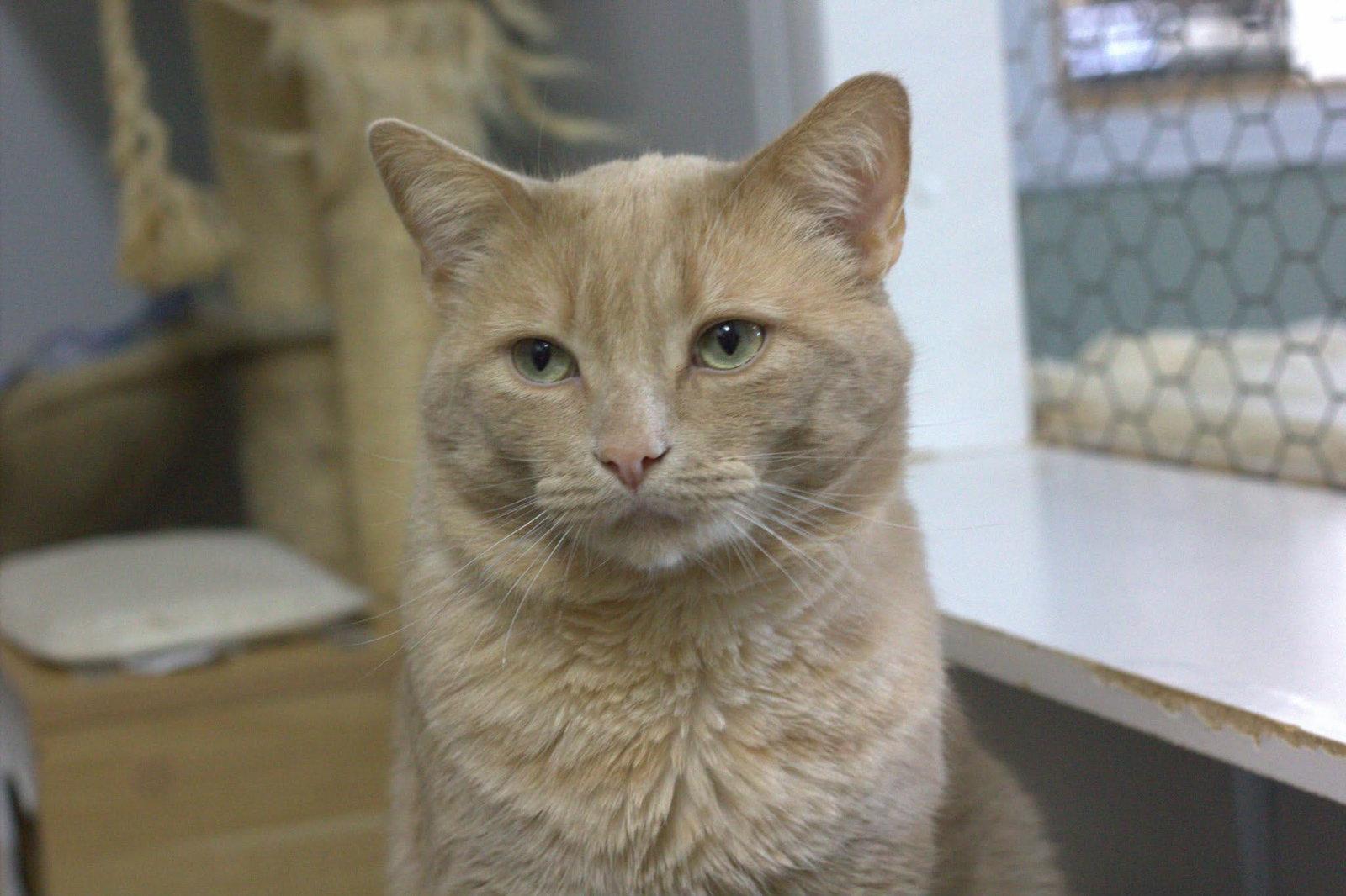 Enlarge Wagner, a Adoptable Domestic Short Hair in Montreal, QC image 1/3