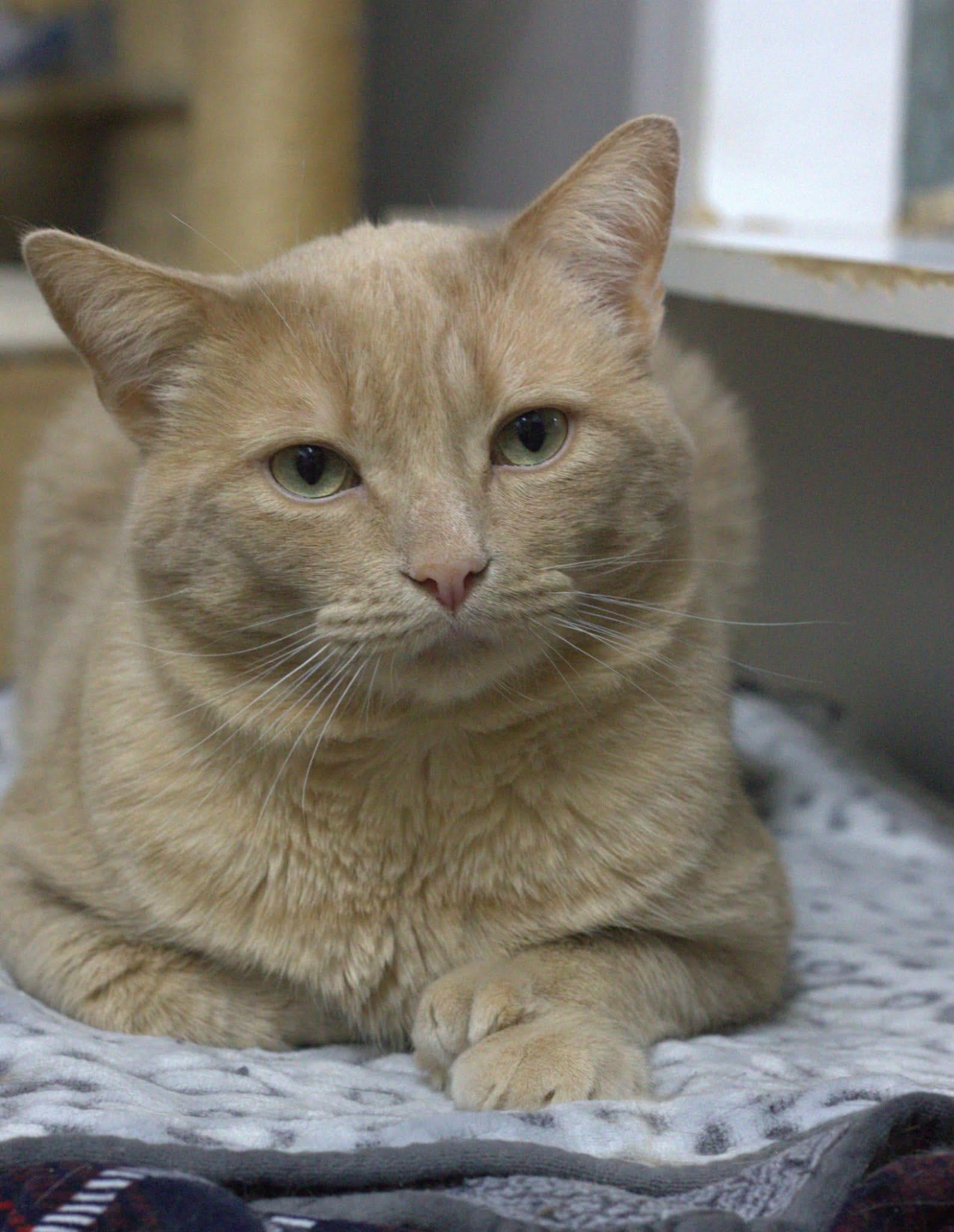 Enlarge Wagner, a Adoptable Domestic Short Hair in Montreal, QC image 2/3