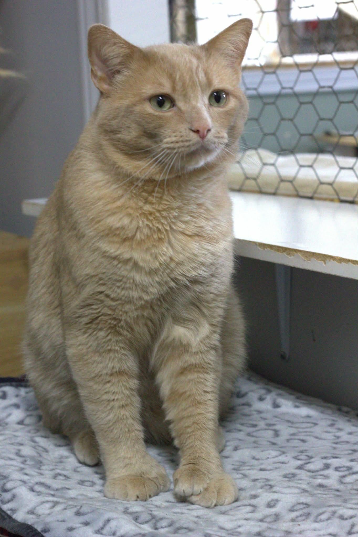 Enlarge Wagner, a Adoptable Domestic Short Hair in Montreal, QC image 3/3
