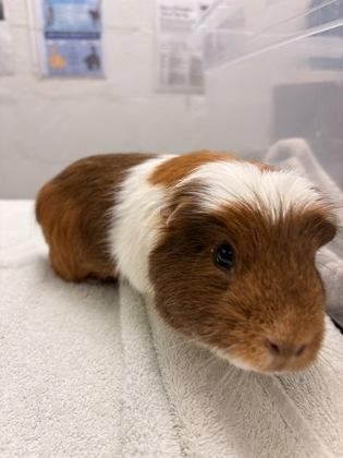 Enlarge Pretzel, a Adoptable mixed breed in Seattle, WA image 1/2