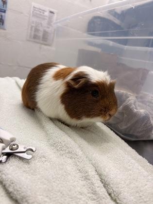 Enlarge Pretzel, a Adoptable mixed breed in Seattle, WA image 2/2
