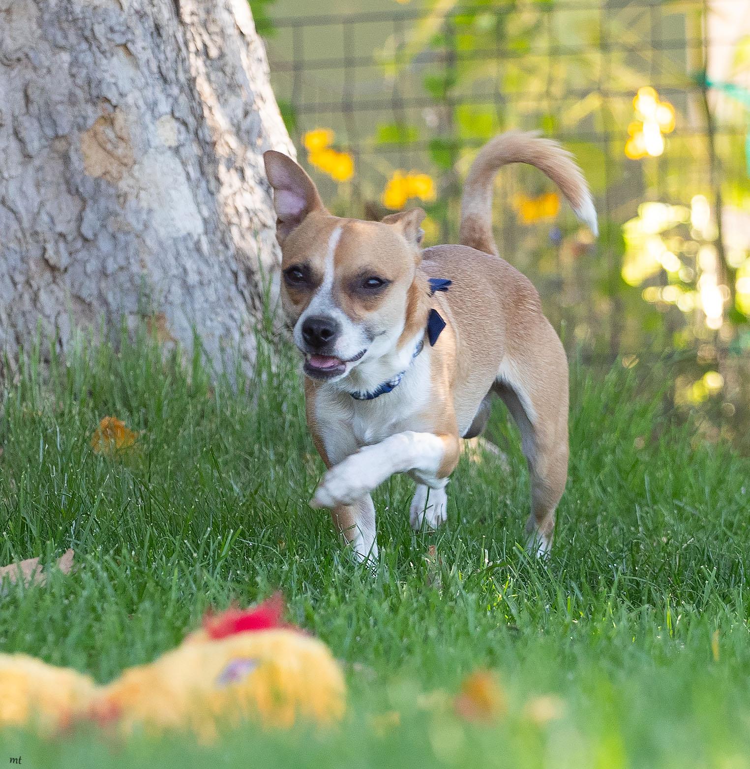 Diego, an adopted Chihuahua in Washoe Valley, NV image 3/3