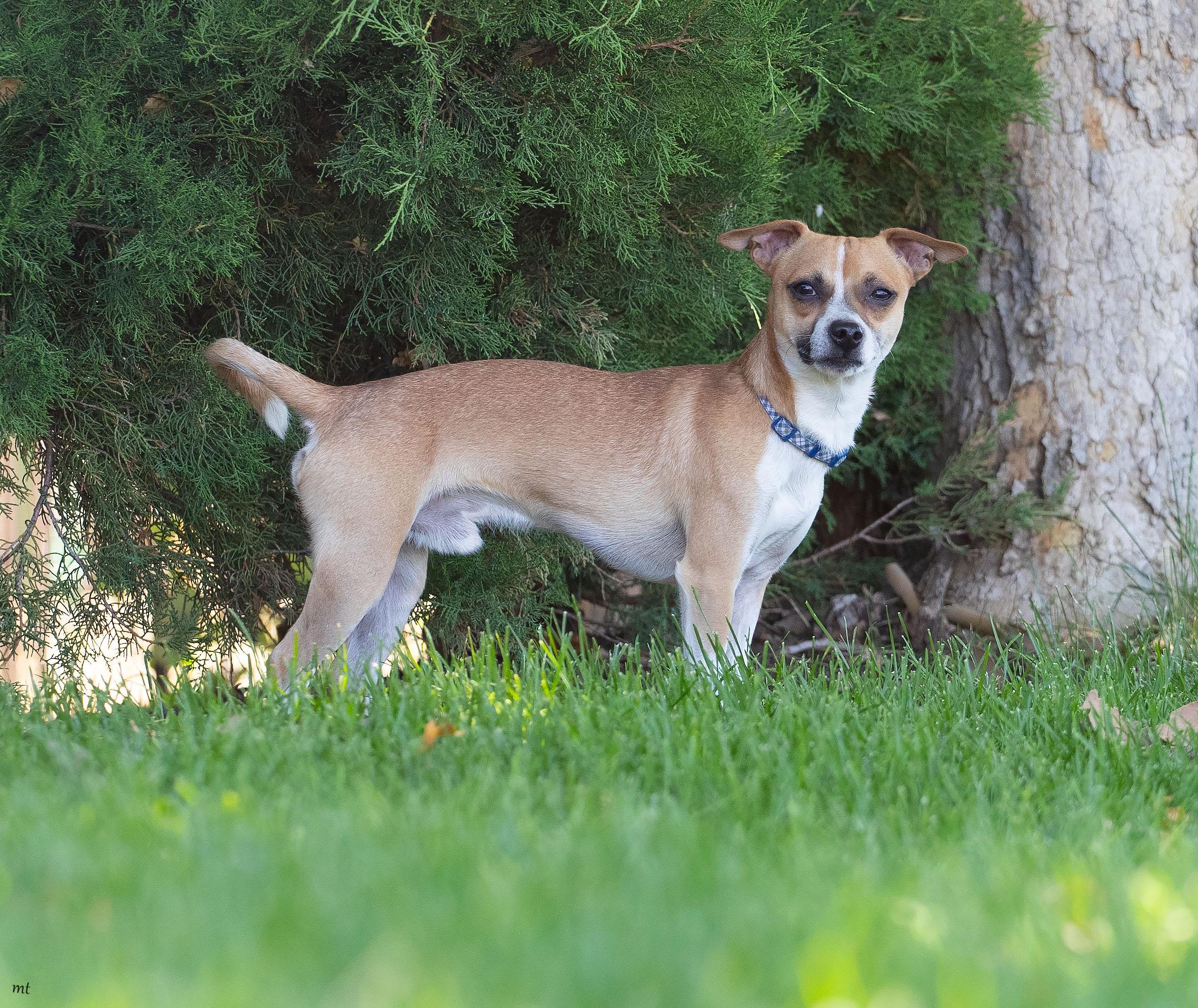 Diego, an adopted Chihuahua in Washoe Valley, NV image 2/3