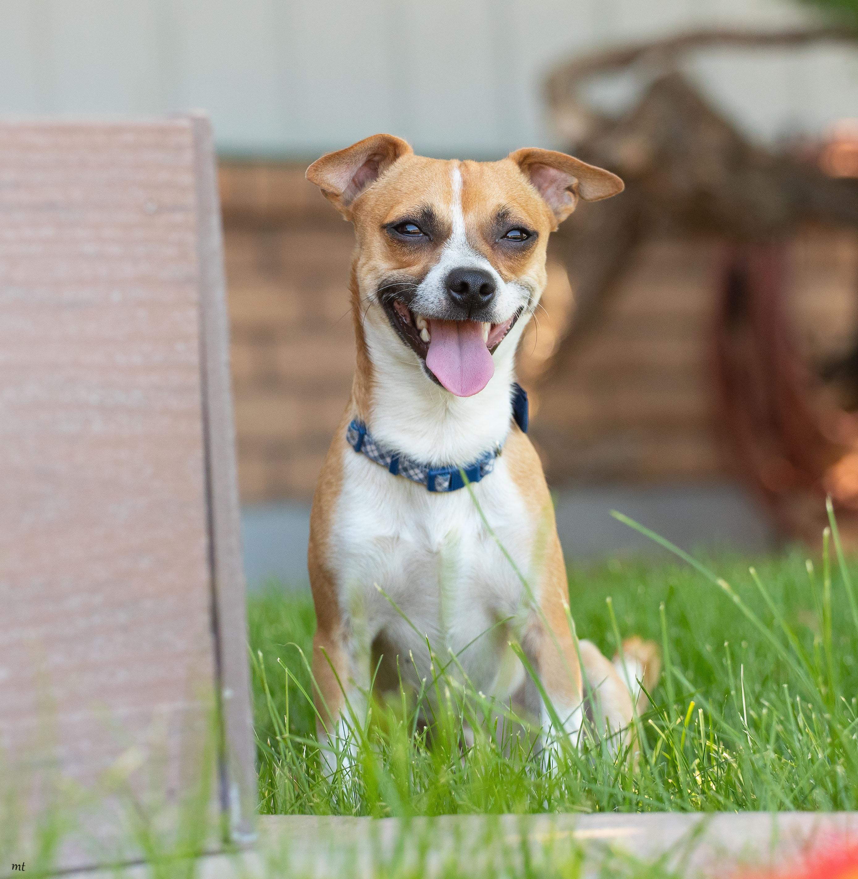 Diego, adopted, Young Male Chihuahua.